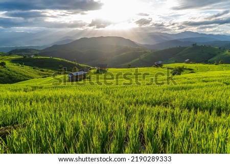 Green rice fields on the hills are planted as terraced rice fields, a natural destination for tourists to the north of Thailand.