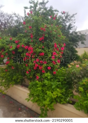 beatifull roses growing as a tree in the garden
