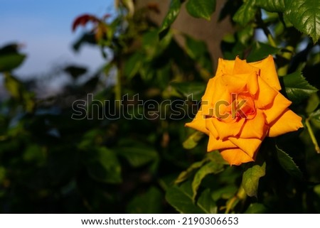 Orange Rosa flowers. A beautiful yellow rose. Orange rose. Selective focus