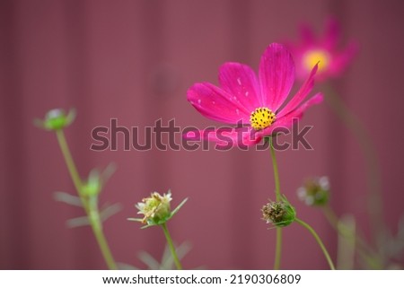  beautician, perennial, daisy-like flower, purple daisies close-up on a purple background, purple daisies, abstract photo out of focus, burgundy daisies with a yellow center