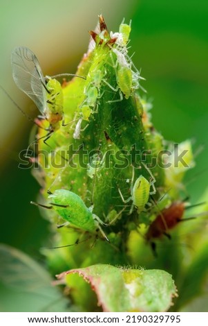 Aphid Colony on Flower Bud. Greenfly or Green Aphid Garden Parasite Insect Pest Macro on Green Background