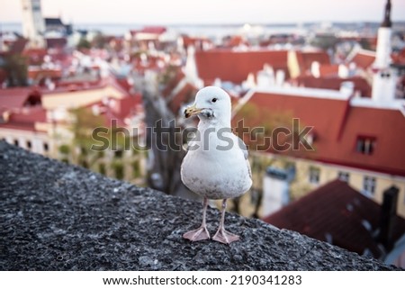 View to the european city Tallinn after sunset, travel outdoor background with the sea gull on the foreground