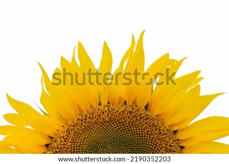 yellow sunflower flower isolated on white background. High quality photo