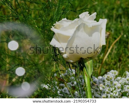 Flowers with bubbles surrounding them