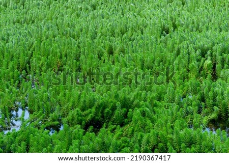 Parrotfeather plant, Myriophyllum aquaticum is aquatic plants. Myriophyllum aquaticum or water milfoil. clog waterways, irrigation and drainage canals and can alter the physical and chemical character Royalty-Free Stock Photo #2190367417