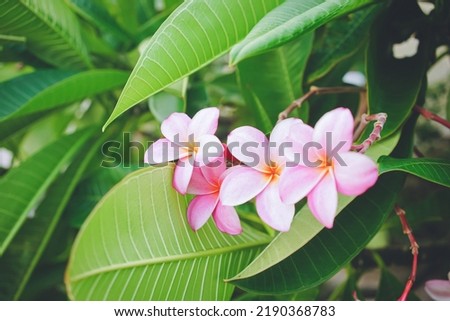 Pictures of Plumeria pink flowers on the remote island of Miyakojima in Okinawa Prefecture, Japan.