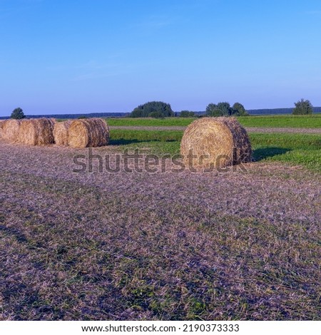 pressed freshly cut hay on a summer field against the blue sky