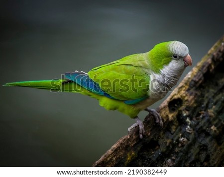 Beautiful colours of a monk parakeet Royalty-Free Stock Photo #2190382449