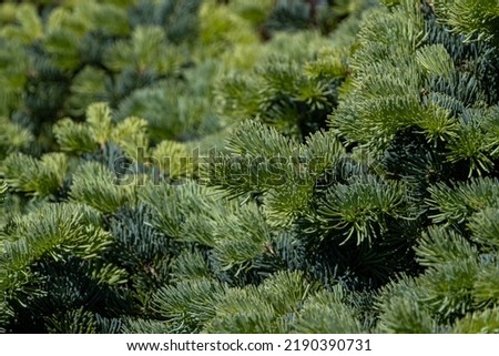 nature background of dense green pine needles