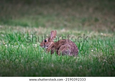 Bunny Rabbit Closeup Eating Grass in Springtime