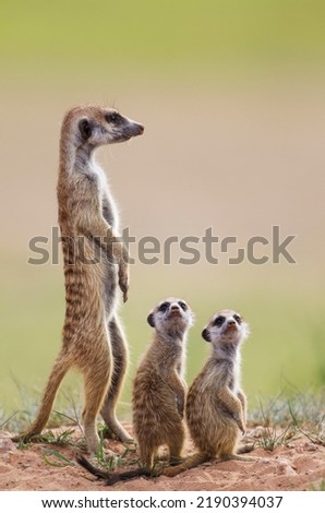 Suricates (Suricata suricatta), adult with two young on the lookout, during the rainy season in green surroundings, Kalahari Desert, Kgalagadi Transfrontier Park, South Africa