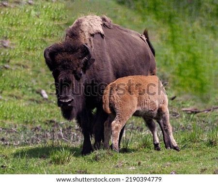 Bison adult feeding the baby bison in the field in their environment and habitat surrounding. Buffalo Picture.