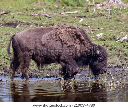Bison close-up profile side view drinking water with a blur field background in its environment and habitat surrounding. Buffalo Picture.
