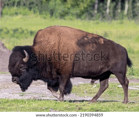 Bison close-up profile side view with a blur field background in its environment and habitat surrounding displaying big horns and brown fur.  Buffalo Picture.