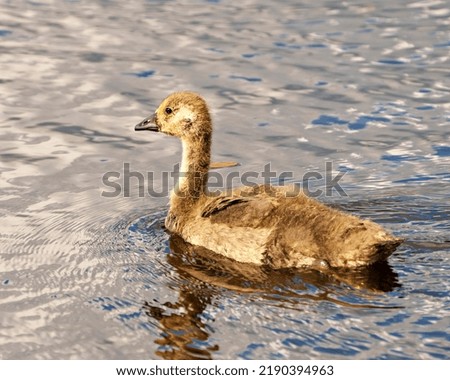 Juvenile Canadian Goose close up profile side view, swimming with blur water background  in its habitat and surrounding.