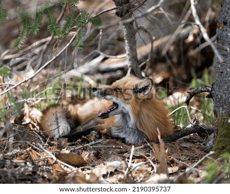 Red fox yawning displaying open mouth, teeth, tongue, fox tail, fur, in its environment and habitat with a blur background. Fox Image. Picture. Portrait. Photo.