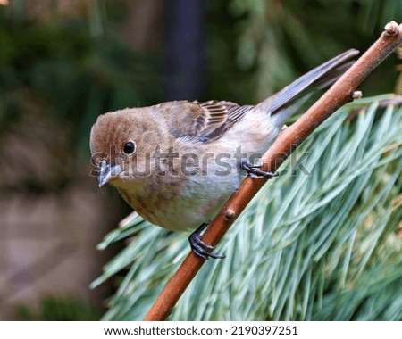 Sparrow close-up perched on a branch with a blur coniferous background  in its environment and habitat surrounding. Coniferous trees.