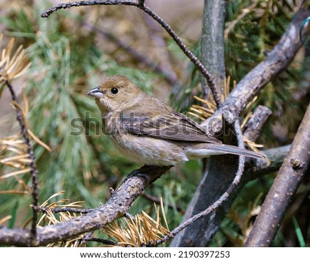 Sparrow close-up perched on a branch with a blur green coniferous tree background  in its environment and habitat surrounding.House Brown Sparrow.
