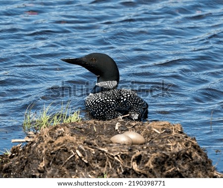 Common Loon swimming by her nest with two blur brown eggs in the nest with marsh grasses, mud in its environment and habitat.