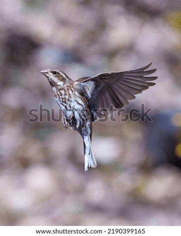 Finch female flying with its beautiful brown spread wings with a blur background in its environment and habitat surrounding. Bird flight. Purple Finch Portrait and Picture.