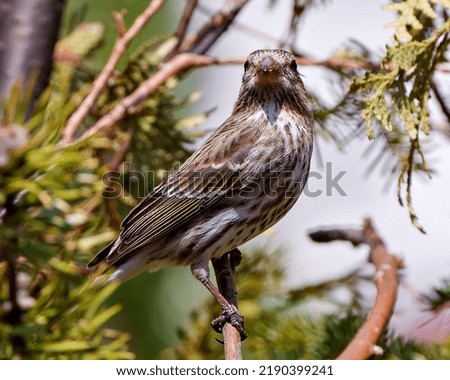 Song Sparrow perched on a coniferous branch with a blur background in its environment and habitat surrounding, displaying brown feather plumage.

