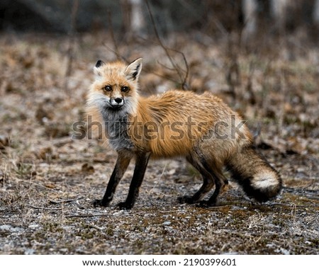 Red fox close-up profile in the springtime with blur background, displaying fox tail, fur, in its environment and habitat. Picture. Portrait. Photo.