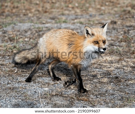 Red fox close-up profile in the springtime with blur background, displaying fox tail, fur, in its environment and habitat. Picture. Portrait. Photo.
