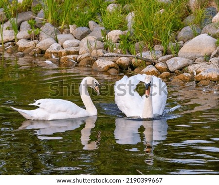 Swan Mute bird couple swimming with open wings with rocks and foliage background in their environment and habitat surrounding.