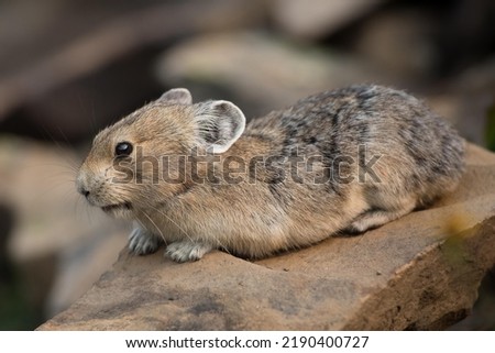 An American pika, cute little mammals related to rabbits, lies flat on a rock to warm itself. The dish-like ears are well tuned to sounds in its environment.  It is always alert for predators.  Royalty-Free Stock Photo #2190400727