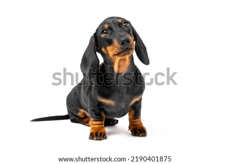 Little baby puppy sits on its hind legs, faithfully looking up at its owner. Tiny half-turned dog looks touchingly at the trainer. Boundless love for pets in one glance. Isolated on white background Royalty-Free Stock Photo #2190401875