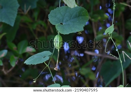 Japanese snake gourd flowers. Cucurbitaceae perenniial vine. Blooms from July to September. It blooms from sunset to night to attract moths for pollination.