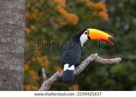 A Toco toucan perched on a branch in the Pantanal, Matto Grosso do Sul, Brazil.
