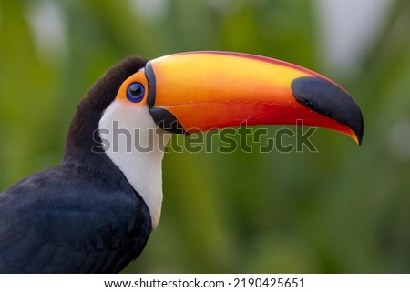 Closeup of a Toco toucan in the Pantanal, Mato Grosso do Sul, Brazil.