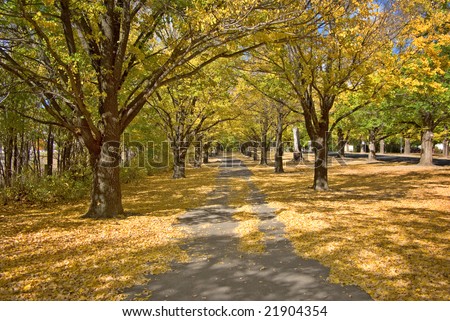nice path through the trees in the park in autumn