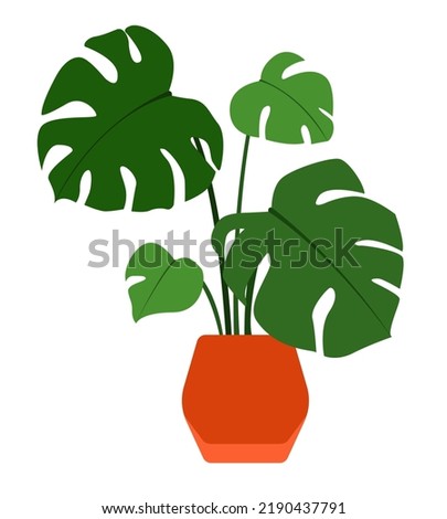 Monstera in a pots. Houseplant in a flowerpot. Decorative home plant isolated on white background.