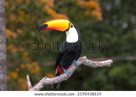 A Toco toucan perched on a branch in the Pantanal, Matto Grosso do Sul, Brazil. Royalty-Free Stock Photo #2190438619