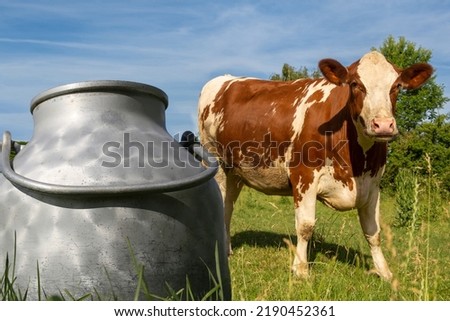 Symbol image of dairy cows kept outdoors: cow on a meadow, in the foreground a brass milk jug