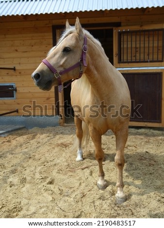 Beauty cremello pony in the ranch  stable 