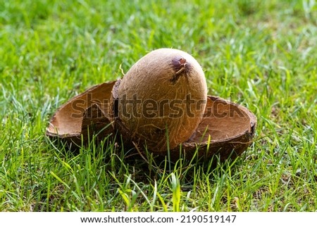Large coconut with broken brown shell lies on grass against blurred background of greenery of garden.Selective focus. Dry flesh of nut or copra is similar in shape to inner surface of nut shell.