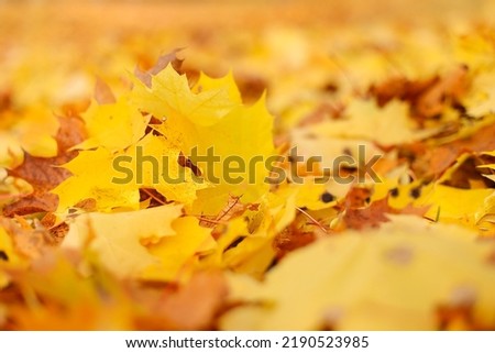 yellow and orange foliage of deciduous trees on the ground during leaf fall, fallen foliage in autumn during leaf fall. Selective focus. Royalty-Free Stock Photo #2190523985