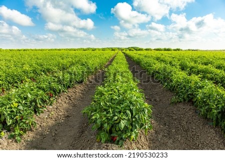 Red Pepper Plants in the pepper farm or field. Capia or chili red peppers in the farm Royalty-Free Stock Photo #2190530233