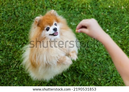 Kid dog obedience. Little girl holding treats, snack food, giving command, training puppy trick, standing on hind legs. child playing with Pomeranian spitz at park outdoor. pet adoption, friendship Royalty-Free Stock Photo #2190531853