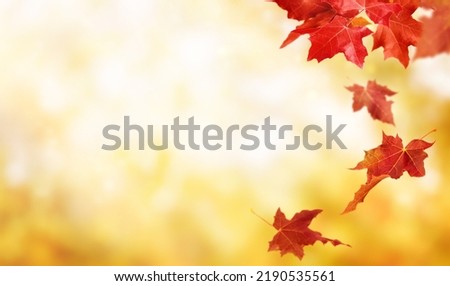 Autumn background with flying maple leaves. Fall background with copy space.