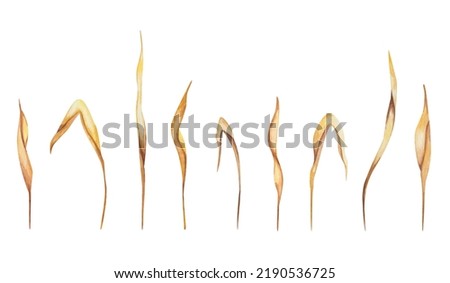 Watercolor illustration of hand painted golden yellow long dry leaves from rye, wheat plants. Autumn colors. Agricultural field. Lush foliage. Isolated on white clip art for prints, pattern making
