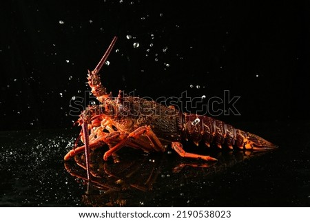 Close up of fresh spiny rock lobster on water。Jasus lalandii also called the Cape rock lobster or West Coast rock lobster is a species of spiny lobster found off the coast of Southern Africa. Royalty-Free Stock Photo #2190538023