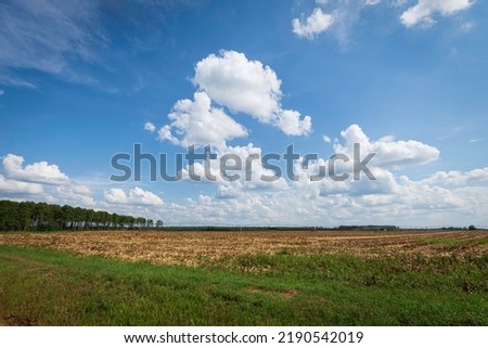 Panoramic view of a recently harvested corn field in south Georgia with blue sky and clouds and negative space. Royalty-Free Stock Photo #2190542019