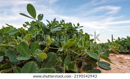 Web banner of a low-angle close up of peanut plants (Arachis hypogaea) growing in a field with blue sky.
