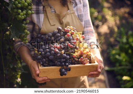 Soft focus on ripe juicy grapes in wooden box in the hands of female vine grower, viticulturist harvesting organic crop early in the morning, on summer day. Sunbeams falling on vineyard. Viticulture Royalty-Free Stock Photo #2190546015