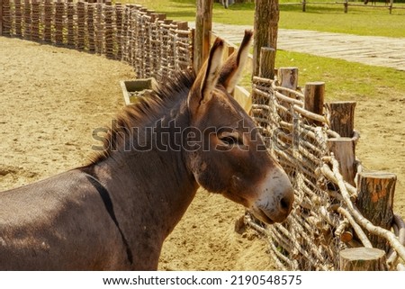 Donkey's face by the fence