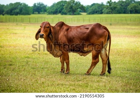 a big American brahman bull in the pasture Royalty-Free Stock Photo #2190554305